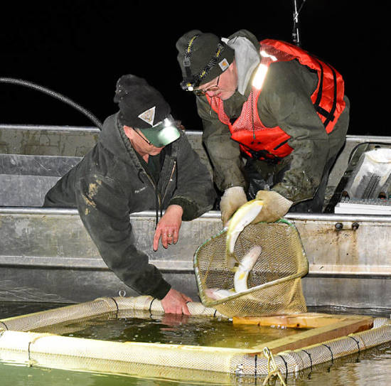 Walleye  Missouri Department of Conservation